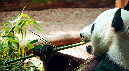 Photo d'un panda en train de manger du bambou