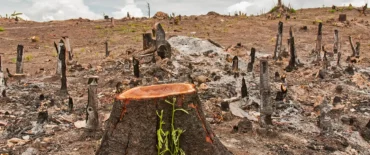 Illustration du défi : La déforestation