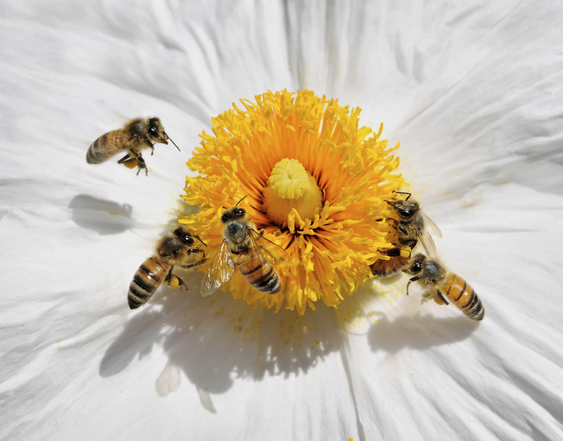 Illustration du défi : La disparition des abeilles