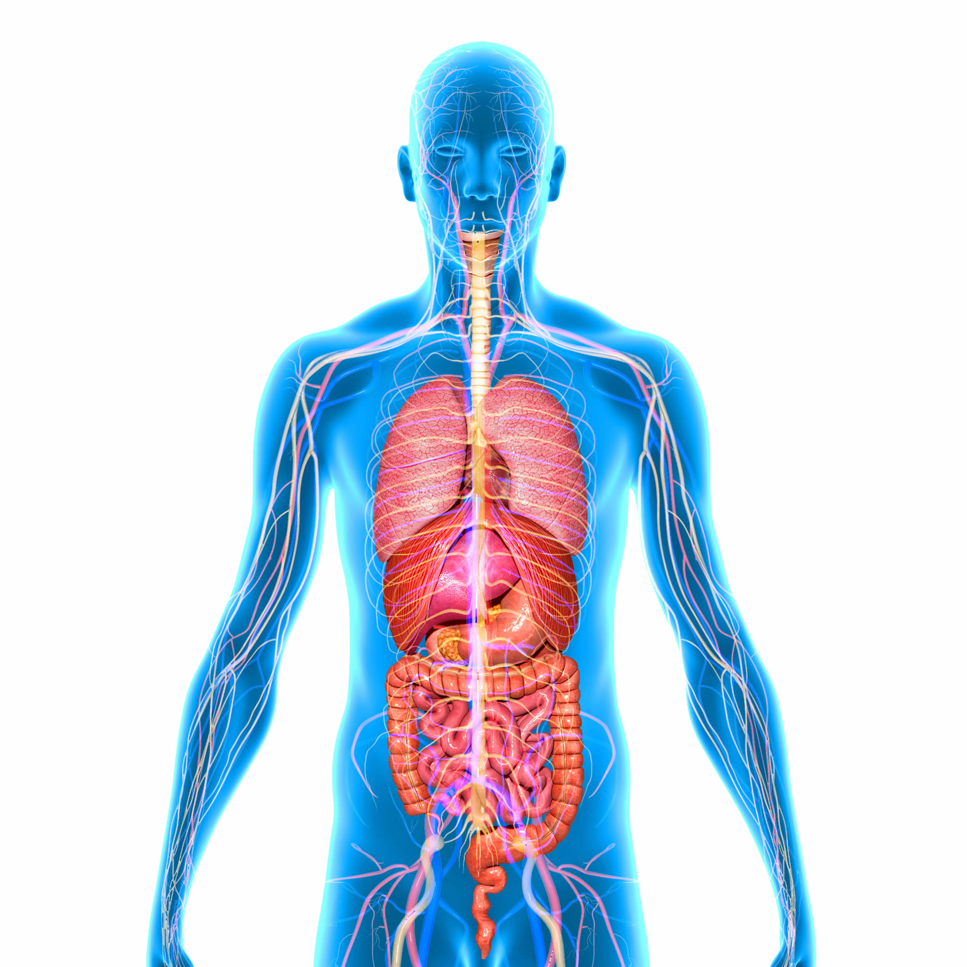 image organe corps humain - photo organe humain
